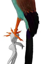 Pirate Parrot Accessory